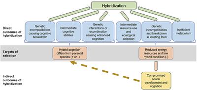 The Overlooked Influence of Hybridization on Cognition